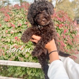 Xaden - Chocolate male Goldendoodle puppy in Middletown, Ohio from Lady Doodle Farm