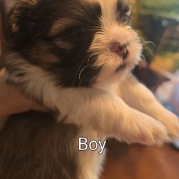 Boy 1 - Gold and white male Shih Tzu puppy in Greensburg, Pennsylvania from JuJenn Shih Tzus