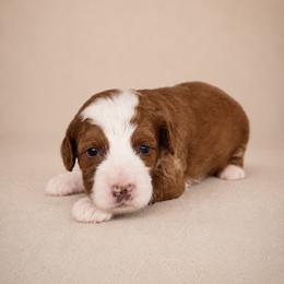 Beth - Red  female Goldendoodle puppy in Floyd, Virginia from Hearts and Paws Poodles and Doodles