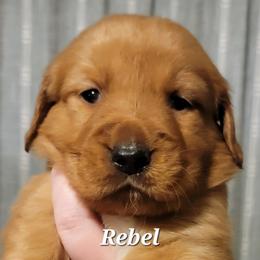 Rebel (White Collar) - Dark golden male Golden Retriever puppy in Scurry, Texas from 07 Seven Oaks Goldens and Doodles