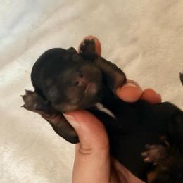 Frances - Black and tan female Pomeranian puppy in Seneca, Missouri from Stephanie’s Puppy Colony