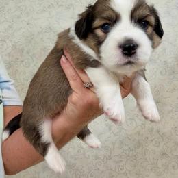 Akc Sable Fluffy Male with Tail - Sable male Pembroke Welsh Corgi puppy in Rochester, Indiana from Stacy’s Pembroke Welsh Corgis