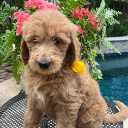 Daisy - Cream female Goldendoodle puppy in The Woodlands, Texas from Gracie's Goldendoodles and Bernedoodles