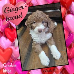 Gingerbread - Red female Aussiedoodle puppy in Fredericktown, Ohio from Brisby Bordoodles
