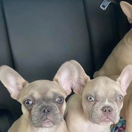 French Bulldogs from Porterhouse Frenchies