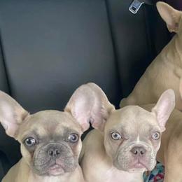 French Bulldogs from Porterhouse Frenchies