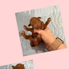Copper - Red male Irish Doodle puppy in Harrisburg, Arkansas from Ransone’s Ridge Runners Poodles and Doodles