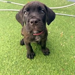Pink Collar - Chestnut brindle female Cane Corso puppy in Homestead, Florida from Sabal Palm Cane Corso