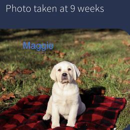 Maggie - Labrador Retriever puppy in Maryville, Tennessee from Heart of Wild Mountain Labrador’s Retrievers