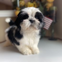 Boy 6 - Shih Tzu puppy in Troy, Michigan from "Shihtzu Best Friend"