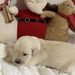 Star - Light golden female Golden Retriever puppy in Seville, Ohio from Retriever Ranch