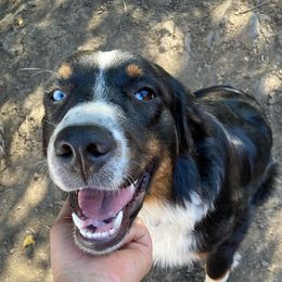 Jade - Australian Shepherd
