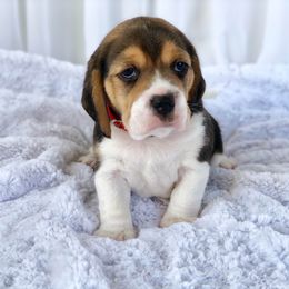 Beagle Puppies from Majestic Beagles