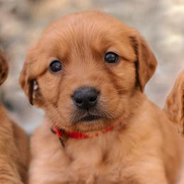 Boy 1 - Dark golden male Golden Retriever puppy in Mayville, Michigan from Redwood Golden Retrievers