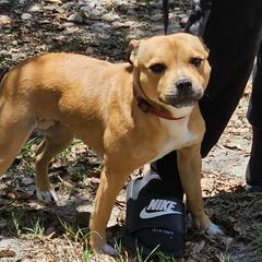 GENEVA - Staffordshire Bull Terrier