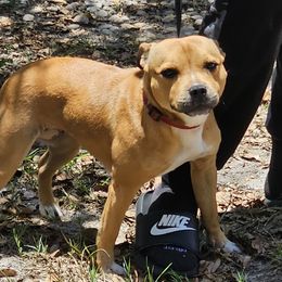 GENEVA - Staffordshire Bull Terrier