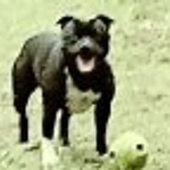 Staffordshire Bull Terriers from Sandra Tackett