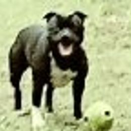 Staffordshire Bull Terriers from Sandra Tackett