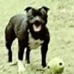 Staffordshire Bull Terriers from Sandra Tackett