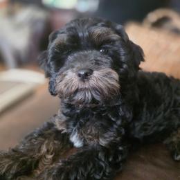 Rupert - Tri-color male Cavapoo puppy in Auburn, California from Gold Country Doodles