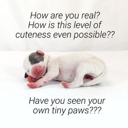 Italian Greyhound Puppies from Alura Italian Greyhounds