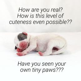 Italian Greyhound Puppies from Alura Italian Greyhounds