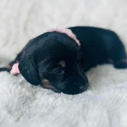 Ivy - Black and tan female Dachshund puppy in Holtwood, Pennsylvania from Holly Hill Dachshunds