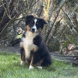 Black Tri Female - Black tri female Miniature American Shepherd puppy in Cowlitz County, Washington from Pleasant Woods Miniature American Shepherds