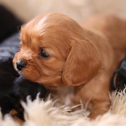 Clover - Ruby male Cavalier King Charles Spaniel puppy in Payette, Idaho from Stonewick Retrievers