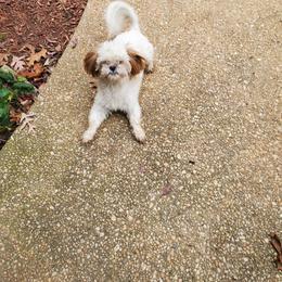 WILLOW - Shih Tzu