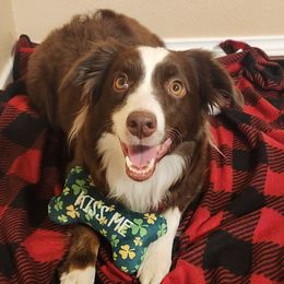 Sassy - Miniature Australian Shepherd