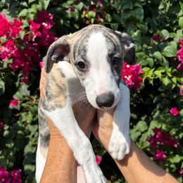 Contessa - White and red brindle female Whippet puppy in Katy, Texas from Texas Diamond Whippets