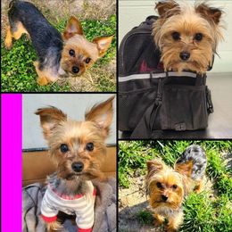 Rosie - Yorkshire Terrier