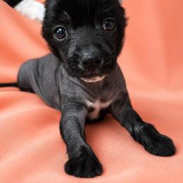 Percy - Black male Chinese Crested puppy in Ocala, Florida from Crestie Charm Cottage