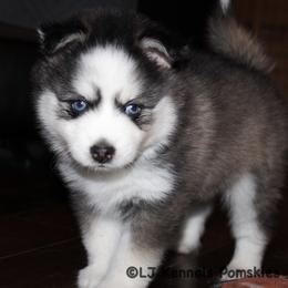 Highland - Gray and white male Pomsky puppy in Centerville, Iowa from LJ Kennels Pomskies, LLC
