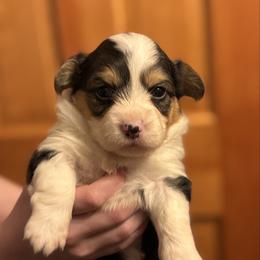 Sweet pea - Black and tan female Pembroke Welsh Corgi puppy in Ghent, New York from Trowbridge Corgis