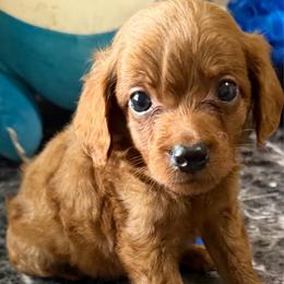 Biscuit - Red  male Goldendoodle puppy in Centralia, Missouri from Oodles Of Doodles Mo.