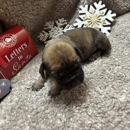 Female - Brown female Boerboel puppy in Flemingsburg, Kentucky from Aussgardian Boerboels