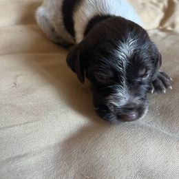 Wirehaired Pointing Griffon Puppies from Hall's TX Griffons