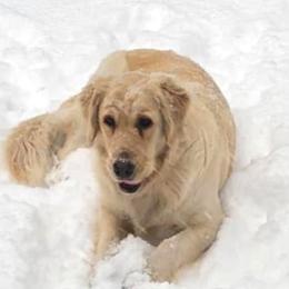 Golden Retrievers and Poodles from Elliott's Elite Puppies