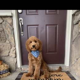 Bernedoodle and Goldendoodle Puppies from Hello Doodle Ranch