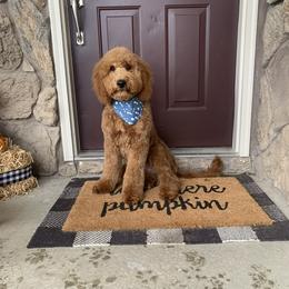 Bernedoodle and Goldendoodle Puppies from Hello Doodle Ranch