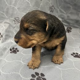 Leanne - Black and tan female Welsh Terrier puppy in West Plains, Missouri from Sycamore Ridge Puppies