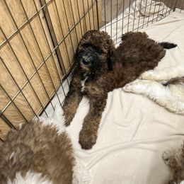 Crumpet - Brown and white male Saint Berdoodle puppy in Newcastle, California from Darling Saint Berdoodles