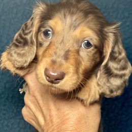 Dachshund Puppies from Dan River Dachshunds