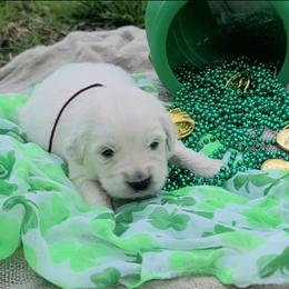 Ms. Brown - Light golden female Golden Retriever puppy in Campton, Kentucky from ElkRidge Goldens