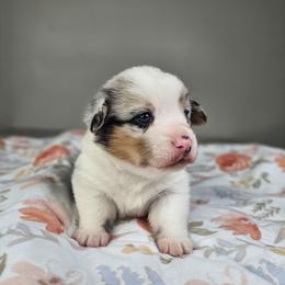 Louie - Blue merle and white male American Corgi puppy in Taylorsville, North Carolina from America's Red White and Bluie Corgis