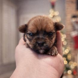 Edmond - Gold male Shorkie puppy in Midland, Texas from Southern Yorkie Pies