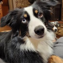 Miniature Australian Shepherds from Kleiner Bauernhof Mini Aussies