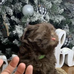 Shih Tzu Puppies from Socal Mother Of Shih Tzus